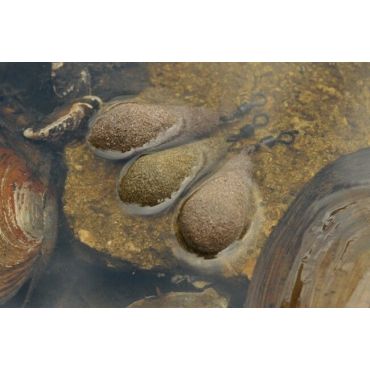 Korda - Textured Distance Casting Swivel Leads